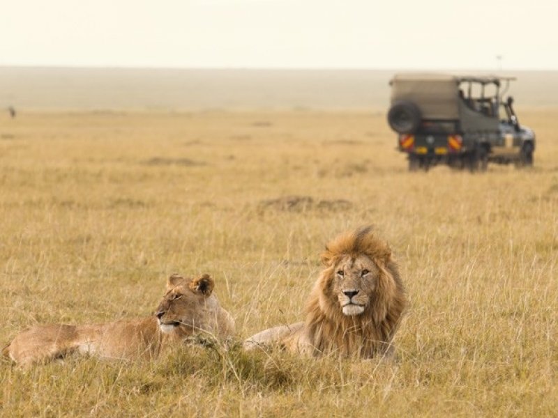 Dia de Safari