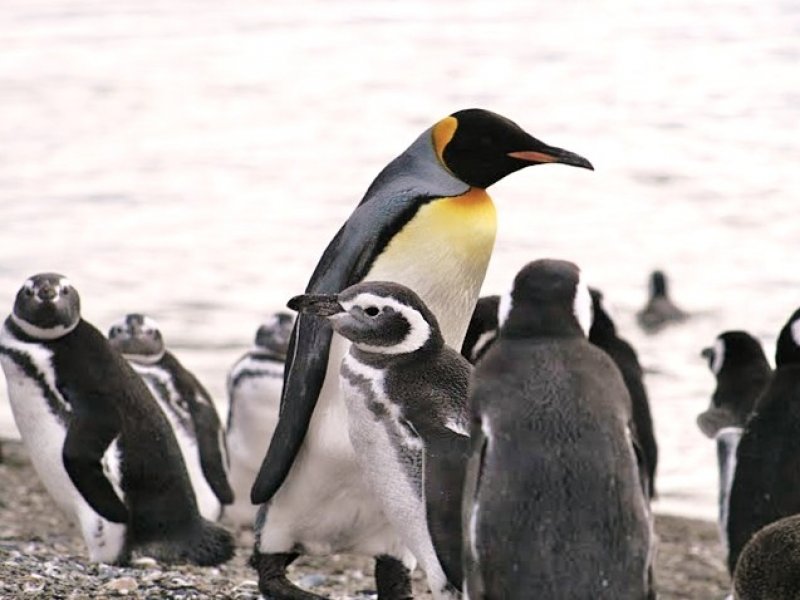 Caminhada na Ilha dos Pinguins (Opcional) - Foto: Claudia Ribeiro