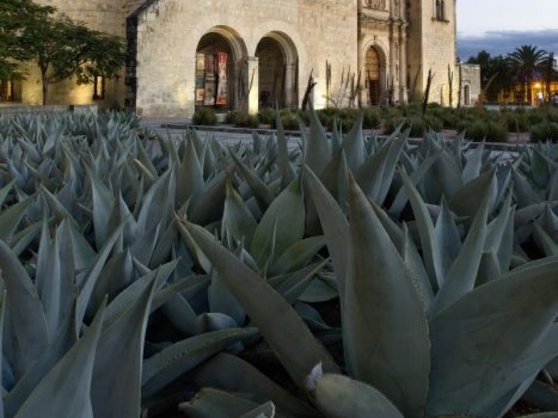 Oaxaca