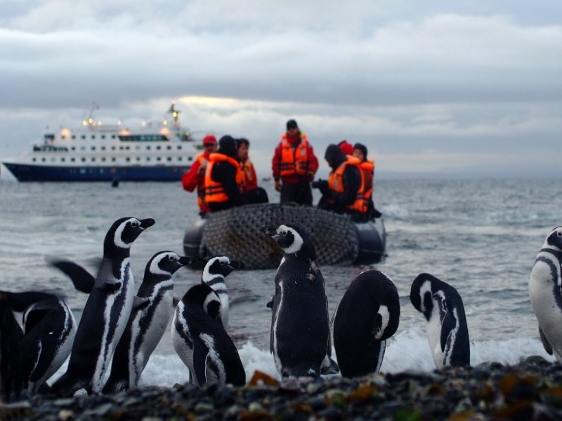 Pinguins Magalhanicos