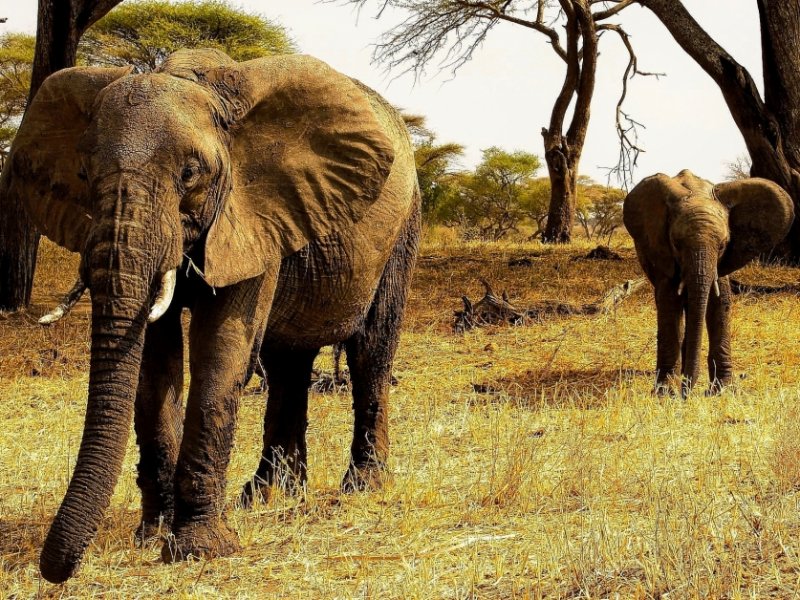 Safari na Tanzania