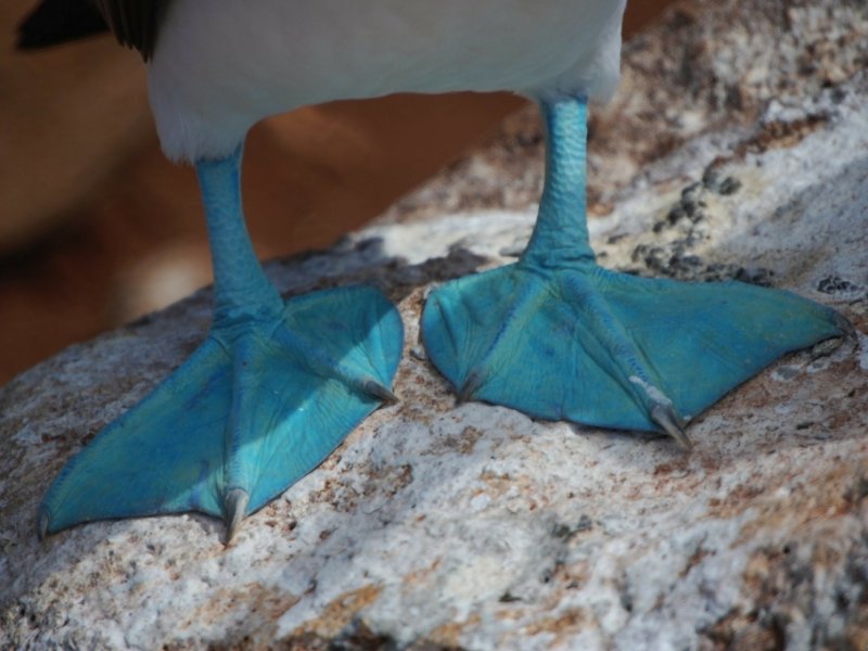 Fauna de Galápagos