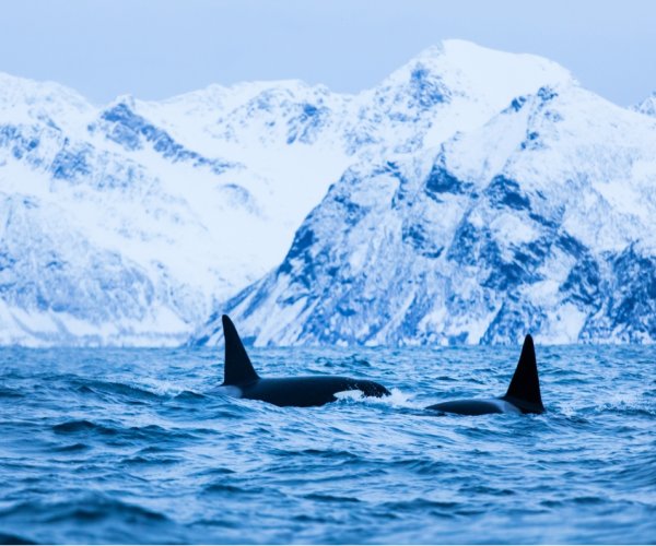 Baleias em Tromso - photo: Thomas Barstad Eckhoff - Visit Norway