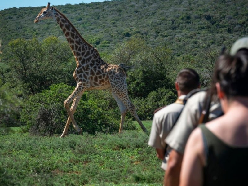 África do Sul - Rota Jardim e Safari no Shamwari Private Game Reserve