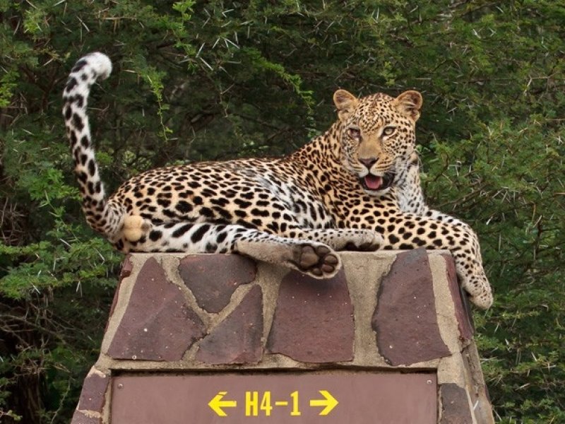 Safari no Kruger
