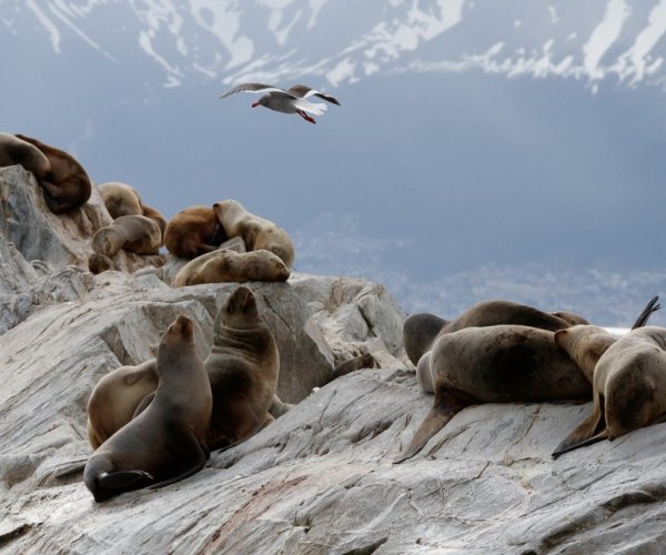 Navegação Canal de Beagle 