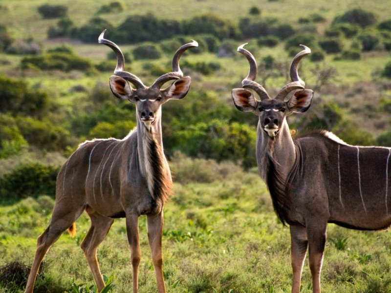 África do Sul - Rota Jardim e Safari no Shamwari Private Game Reserve