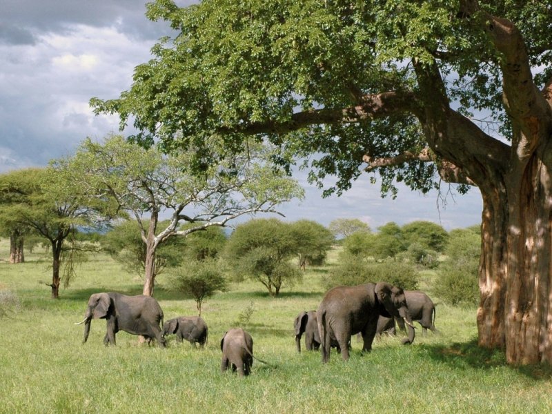 Safari na Tanzânia