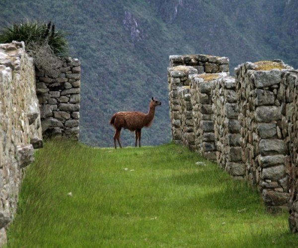 Machu Picchu