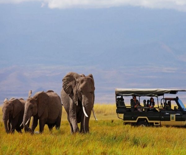 Safari na Quênia