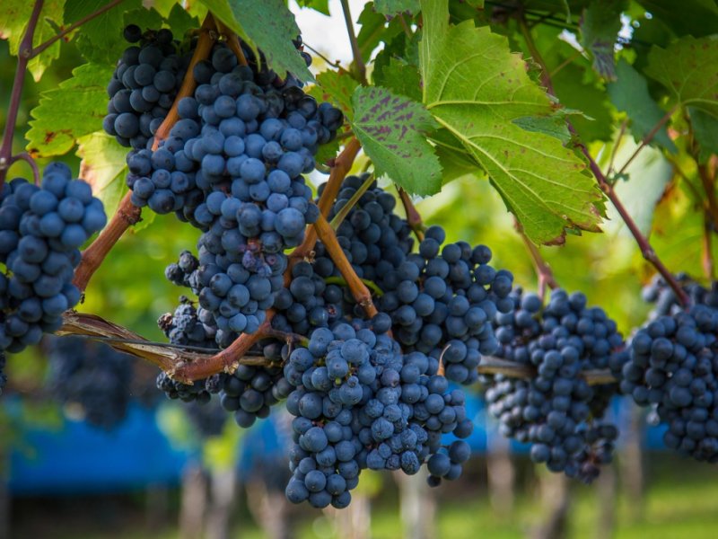 Uvas