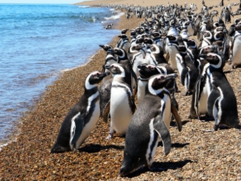 Pinguins Magalhãnicos - Punta Tombo