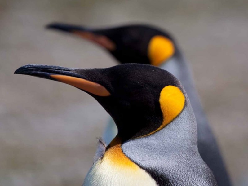 Antartica - Pinguins Rey