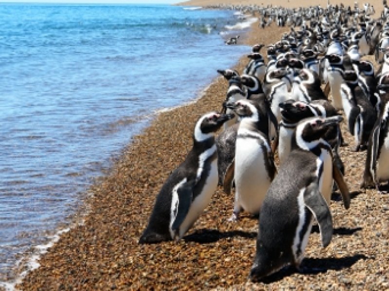 Pinguins Magalhãnicos - Punta Tombo