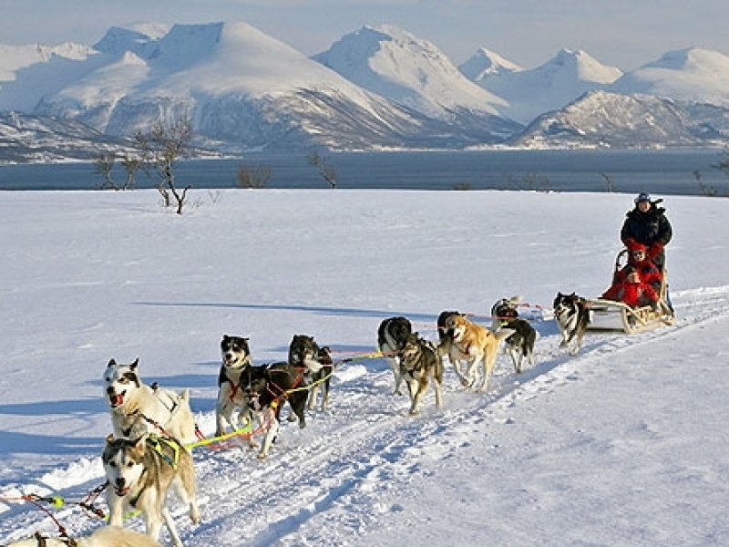 Treno puxado por Huskies em Ushuaia (Noruega)