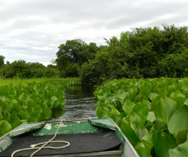 Pantanal - Pousada Refúgio da Ilha