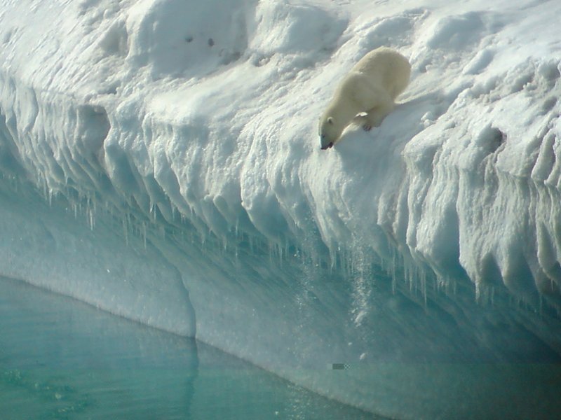 Urso Polar na Groenlândia
