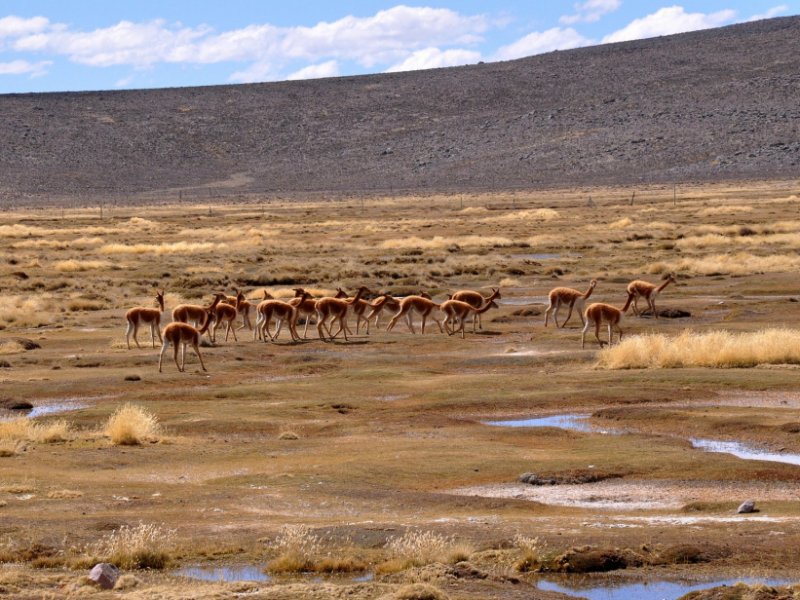 Arequipa