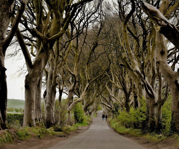 Dark Hedges - Irlanda do Norte