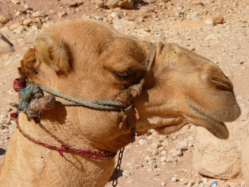 Camelo em Petra