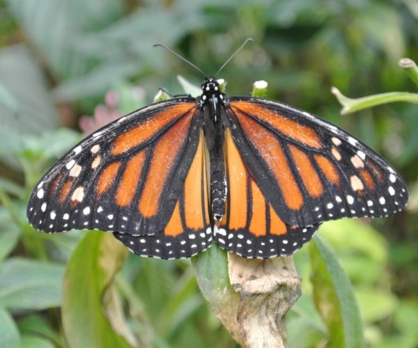 Borboletario - Monteverde