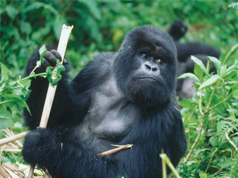 Trekking dos Gorilas