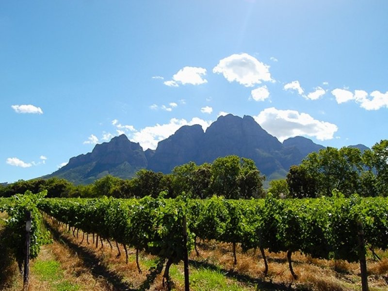 Vinícolas de Stellenbosch