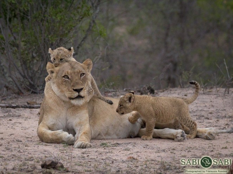 Dia de Safari em Sabi Sabi