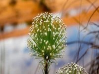 Jalapão 360º c/ Lagoa do Japonês