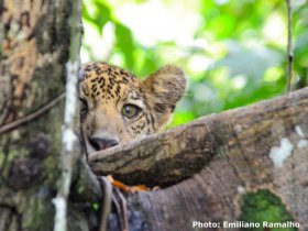 Amazônia - Uacari Lodge - Jaguar Expedition na Reserva Mamirauá