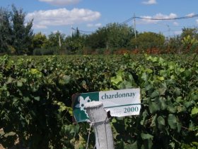 CARNAVAL - Mendoza Alta montanha e Vinhos