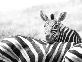 África do Sul – Cape Town e Safari no Kruger – Kapama Private Reserve
