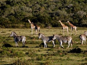 África do Sul – Cape Town e Safari no Kruger – Sabi Sabi Private Reserve