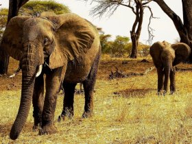 África - Safari na Tanzânia