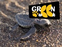 Costa Rica - Natureza Selvagem, Vulcão e Praias