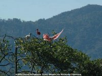 REVELLION - Guaraqueçaba, a terra do guará
