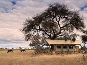 Botswana Imperdível by African Bush Camps 