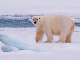 Cruzeiro na Noruega - Safari Urso Polar