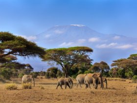 Safari no Quênia