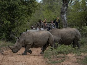 África do Sul - Uma Jornada pelo Kruger com Cape Town e Johannesburg