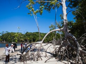 Pará - Descubra Belém e a Ilha de Marajó 