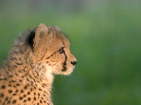 África do Su com Pilanesberg - saídas regulares em espanhol