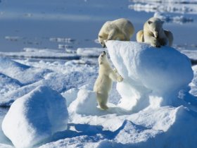 Cruzeiro na Noruega - Safari Urso Polar