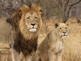 África do Sul – Cape Town e Safari no Kruger – Lion Sands Private Reserve