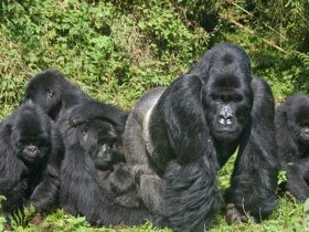 Ruanda - Trekking na Montanha dos Gorilas