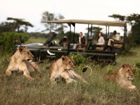 Safari de Luxo na Tanzânia