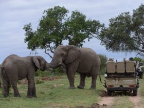 África do Sul - Safari, Cape Town e Vinícolas