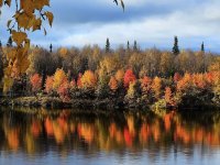 Finlândia - Cores de Outono na Lapônia - Salla