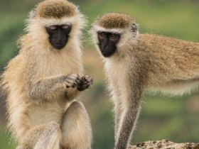 Ruanda - Trekking e Safari em Parques Nacionais