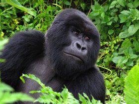 Ruanda - Trekking na Montanha dos Gorilas
